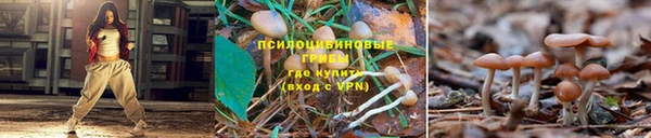 прущие крисы Балахна
